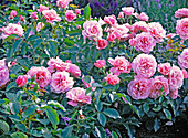 Rose 'Botticelli' (small shrub rose)