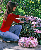 Break blooming flowers of Rhododendron