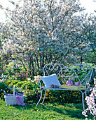 White metal bench in front of spring bed with blooming Amelanchier