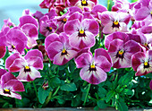 Viola cornuta 'Valentine' (horn violet)