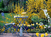 Gelbes Frühlingsbeet mit blauem Sitzplatz