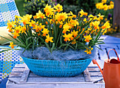 Shallow blue basket with Narcissus 'Jetfire' (Daffodil)