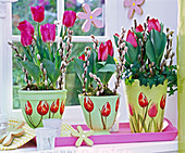Tulipa (Tulpen) in Töpfen mit Tulpenmotiv, dekoriert mit Zweigen von Salix