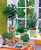 Kräuter auf der Fensterbank: Thymus (Thymian), Laurus (Lorbeer), Citrus