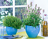 Thymus, Salvia in blue pots on the windowsill