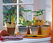 Jungpflanzen von Lycopersicon (Tomate) und Capsicum (Paprika)