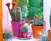 Cactuses on the windowsill Tillandsia, Echinocereus