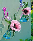 Rosa Blüten von Papaver (Mohn) in blauen Glasfläschchen an Wand hängend
