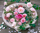 Light pink flowers of pink (rose) floating in bowl with water