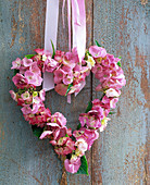 Herz aus Hydrangea (Hortensien, rosa) mit Band an Holzwand gehängt