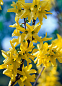 Flowers of forsythia (gold bells)