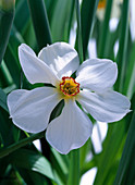 Narcissus poeticus recurvus (Dichternarzisse)