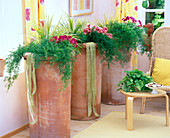 Large clay pots planted with Asparagus densiflorus 'Sprengeri'