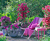 Bougainvillea in different colors, planted with Lobelia