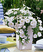 Petunia Sylvana 'White Improved' (petunia) in a white rectangle pot