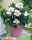 Hibiscus rosa-sinensis (White Hibiscus)