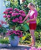 Hydrangea 'Schöne Bautznerin' (Hortensienstamm) unterpflanzt
