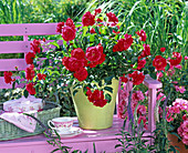 Rosa 'Sorrento' (ground cover rose)