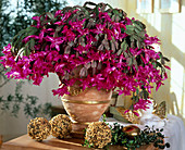 Schlumbergera (Christmas cactus) with pink flowers