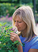 Woman sniffs at Pelargonium (scented geranium)