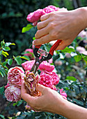 Cutting out of blooming pink (rose) flowers