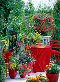 Roter Balkon mit Tomaten und Paprika