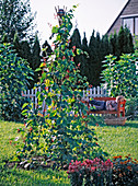 Phaseolus (fire bean) placed on iron bars as a tepee