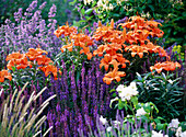 Orange Lilien und violetter Ziersalbei