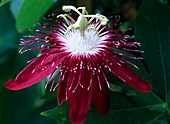 Passiflora 'Lady Margaret' (Passionsblume)