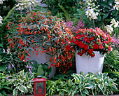 Pots with begonias and impatiens in the shade-bed