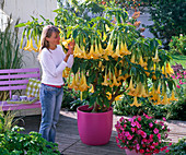 Frau schnuppert an Brugmansia syn. Datura (Engelstrompete) mit gelben Blüten