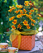 Tagetes patula (Studentenblume) im orangen Flechtkorb