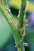 Green aphids on plant stem