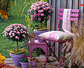 Chrysanthemum stems in purple tubs