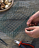 Plant tulip bulbs in a homemade wire basket