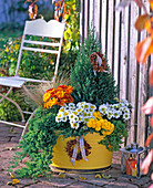 Autumn plantation with juniper in yellow metal tray