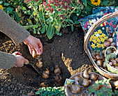 Put onions of Narcissus in planting pit in autumn