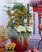 Pyracantha 'Soleil D'Or' (firethorn), Chrysanthemum