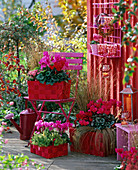 Pink-red terrace with cyclamen (cyclamen) arrangement