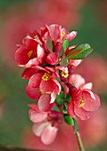 Chaenomeles speciosa (Chinese pear quince), flowers