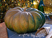 Cucurbita 'Muscat De Provence', bag of pumpkin seeds