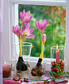 Colchicum with washed-out roots in glasses at the window