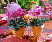 Cyclamen Rococo (cyclamen) with ruffled flowers