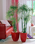 Cyperus papyrus (papyrus grass) in red pots with pebbles