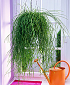 Rhipsalis cassutha 'Rotskoraal' in hanging basket, orange watering can