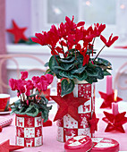 Cyclamen (cyclamen) in red and mini in red and white cans