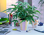 Pteris cretica 'Albolineata' in striped planter