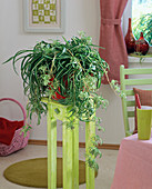 Chlorophytum 'Bonnie' with children on a light green flower stool
