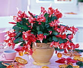 Schlumbergera on the table, dried slices