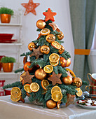 Abies procera, as a mini Christmas tree